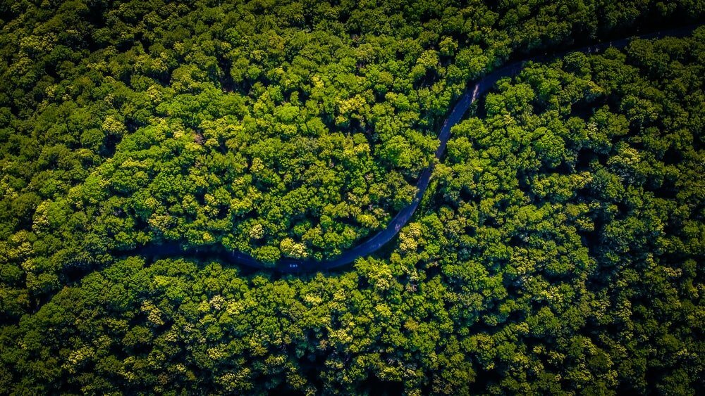 How to save the Amazon?